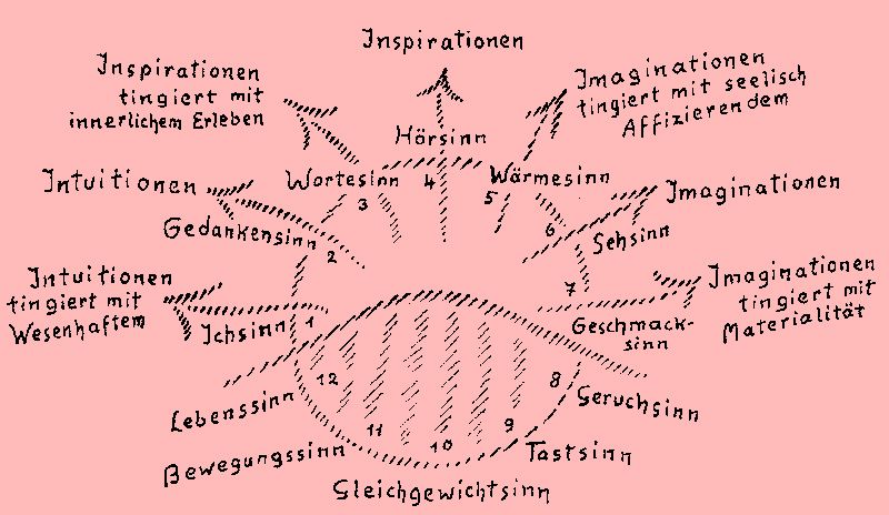 I dodici sensi secondo Rudolf Steiner da GA 199-048
